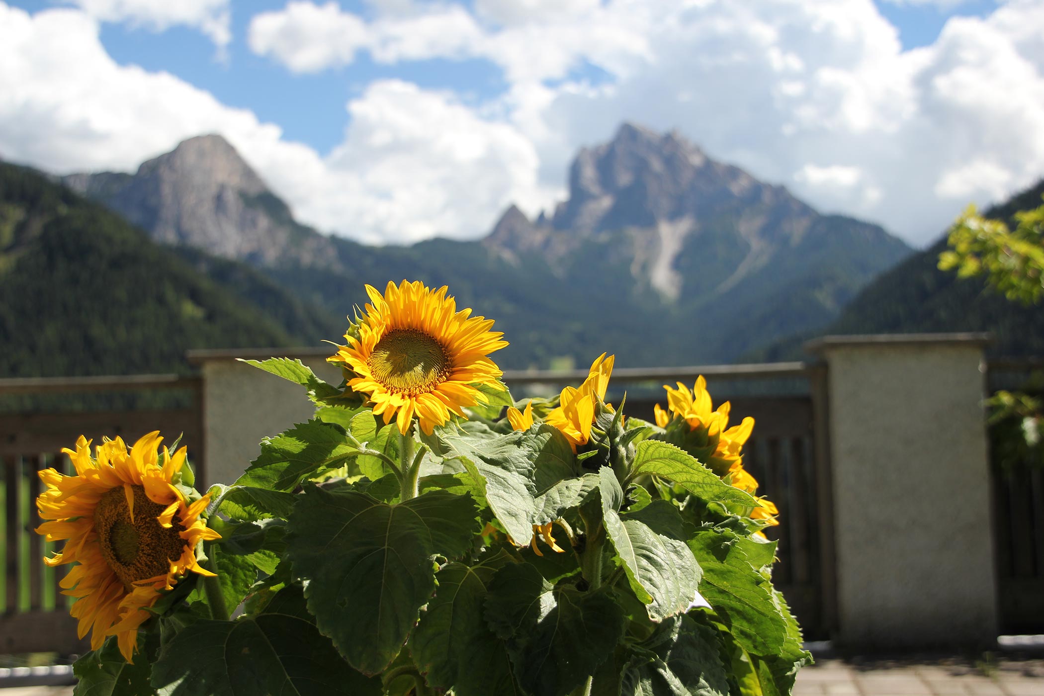 Vista dal giardino con girasoli