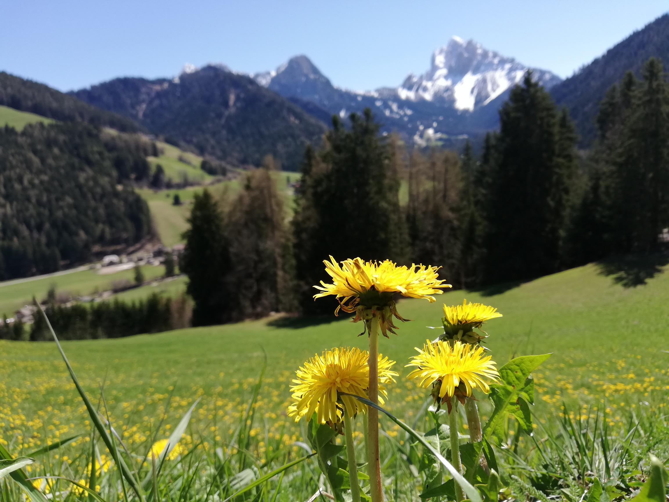 Sentimenti primaverili al Bergheim