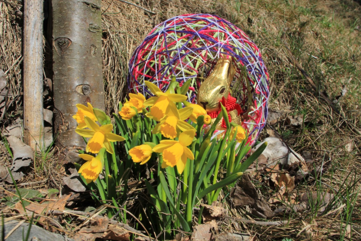 Il mio Cinema delle Dolomiti